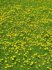 Image showing Dandelion meadow