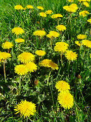 Image showing Dandelion meadow