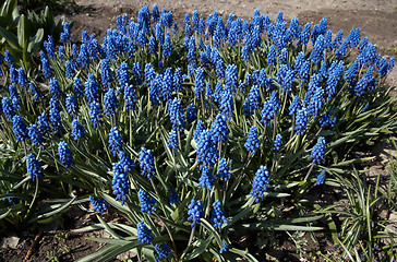 Image showing Blue Muscari