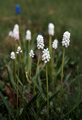 Image showing White Muscari