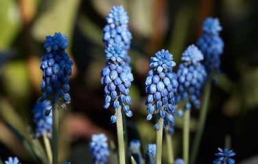 Image showing Blue Muscari