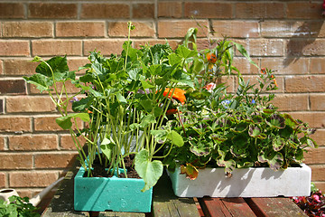 Image showing beans and geraniums