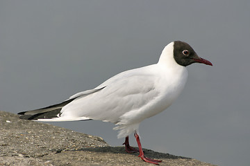 Image showing black headed gull