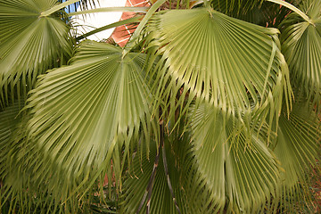 Image showing large fan palm leaves