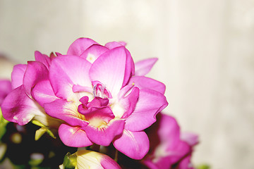 Image showing details of a pink freesia