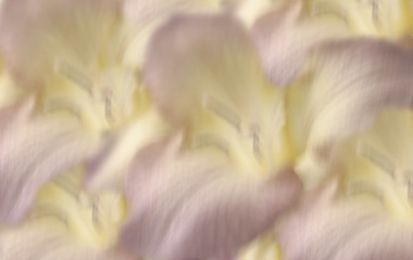 Image showing lilac freesia blurred background