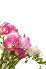 Image showing bunch of freesias over a white background