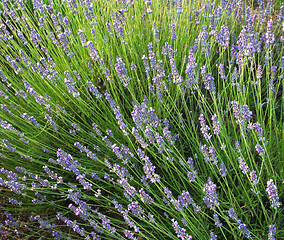 Image showing Lavender flowers  as background