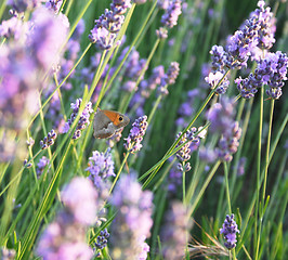 Image showing Butterfly on the lavender flowers as spring background 