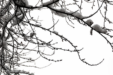 Image showing snowy branches