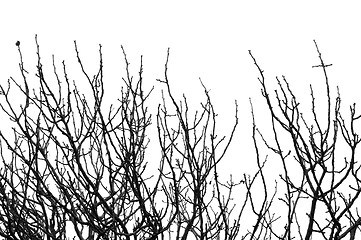 Image showing leafless tree branches