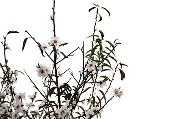 Image showing almond tree flowers