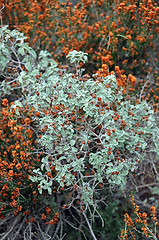 Image showing sage plant