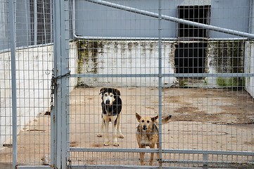 Image showing caged dogs