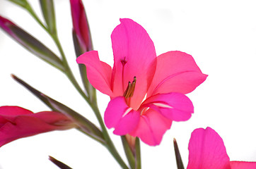 Image showing Gladiola