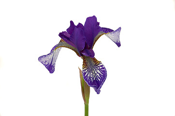 Image showing Iris