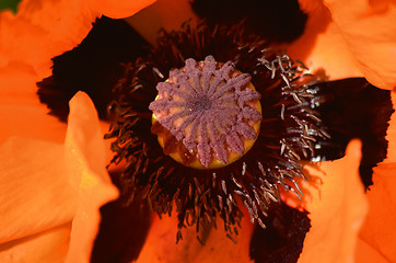 Image showing Orange poppy