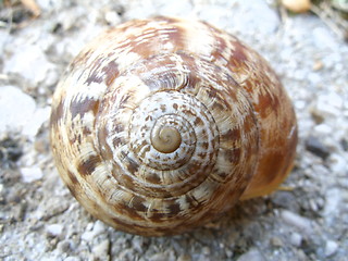 Image showing snail