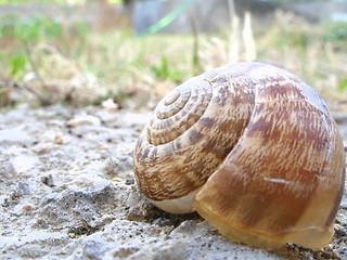 Image showing snail