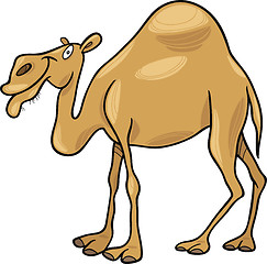 Image showing dromedary camel