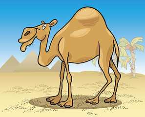 Image showing dromedary camel on desert