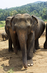 Image showing Elephants