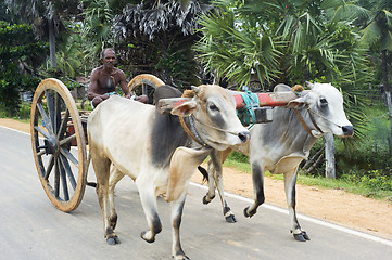 Image showing Bullock Cart