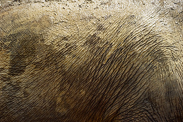 Image showing Elephant skin