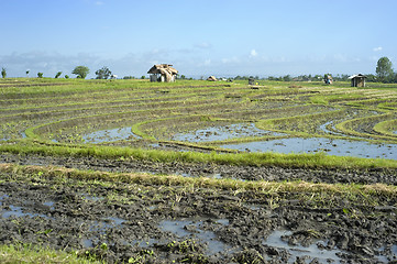 Image showing Rice field