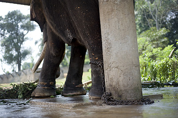 Image showing Chaned elephant