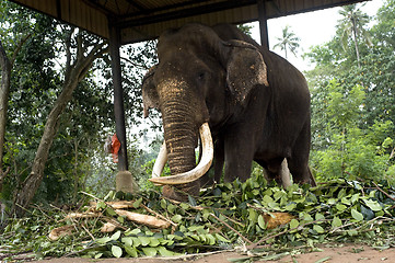 Image showing Elephant