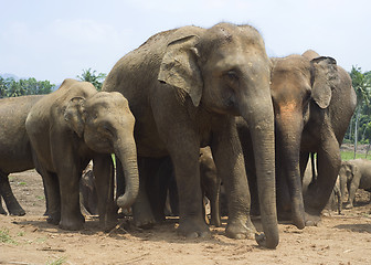 Image showing Elephants