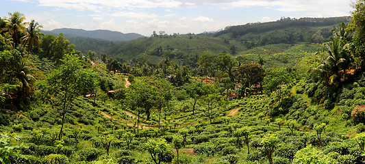 Image showing Tea plantaition