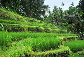 Image showing Rice field 