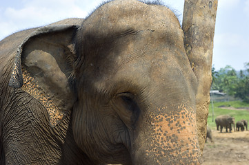 Image showing Elephant