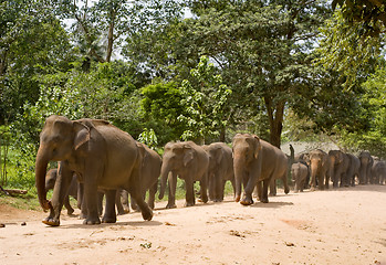 Image showing Elephants