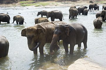 Image showing Elephants bathing