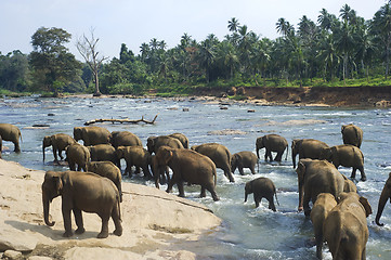 Image showing Elephants bathing