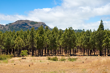 Image showing Trees