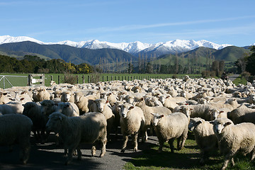 Image showing sheep and mountains