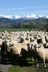 Image showing sheep and mountains