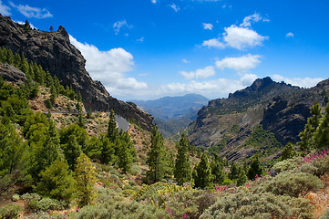 Image showing Mountains and flora