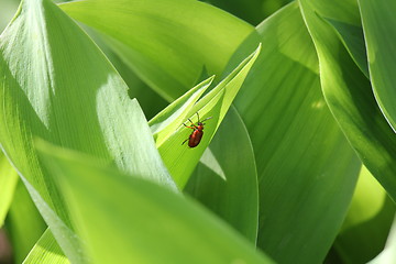 Image showing Lilioceris lilii