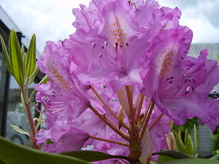 Image showing pink blossom