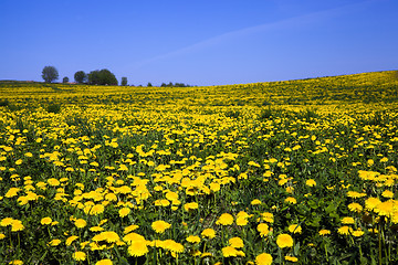 Image showing Field with dandelions