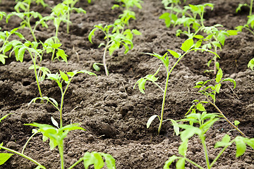 Image showing Tomato bush