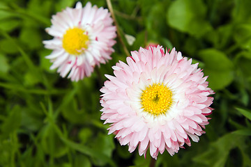 Image showing Spring flowers