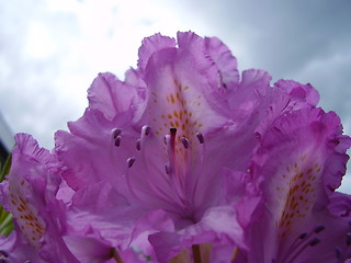 Image showing pink blossom