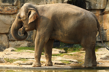 Image showing elephant