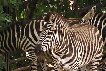 Image showing zebra